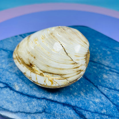 Bivalve Clam Fossil Specimen