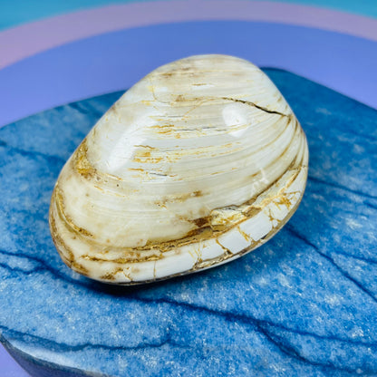 Bivalve Clam Fossil Specimen