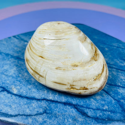 Bivalve Clam Fossil Specimen