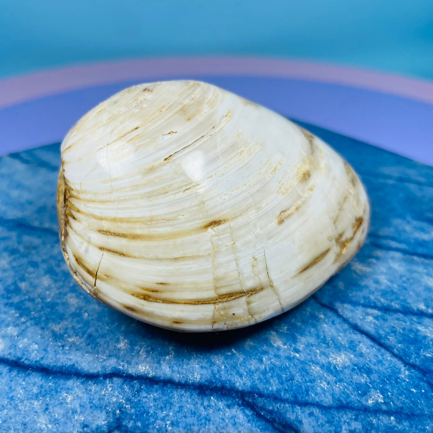 Bivalve Clam Fossil Specimen