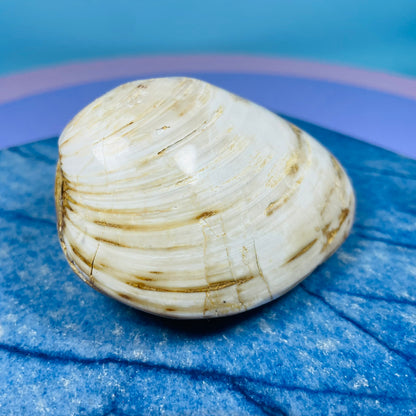 Bivalve Clam Fossil Specimen