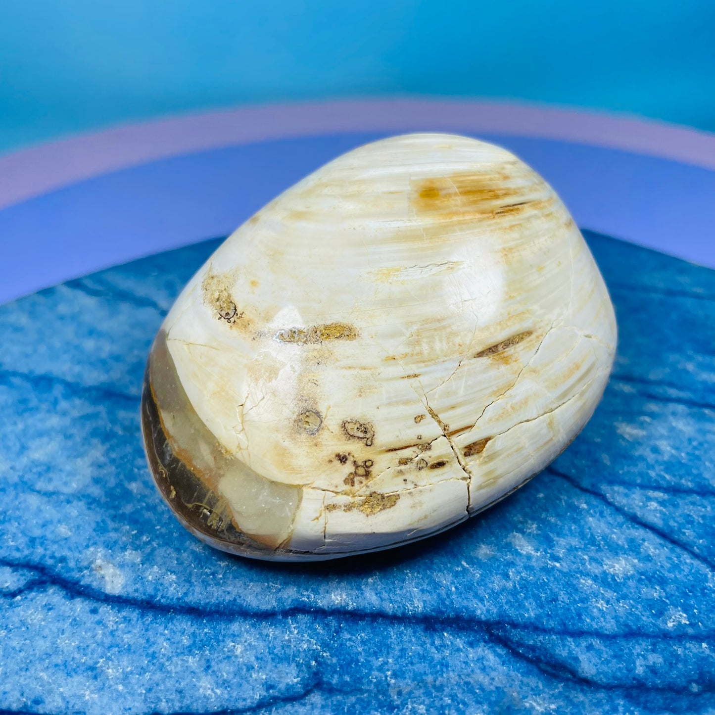 Bivalve Clam Fossil Specimen