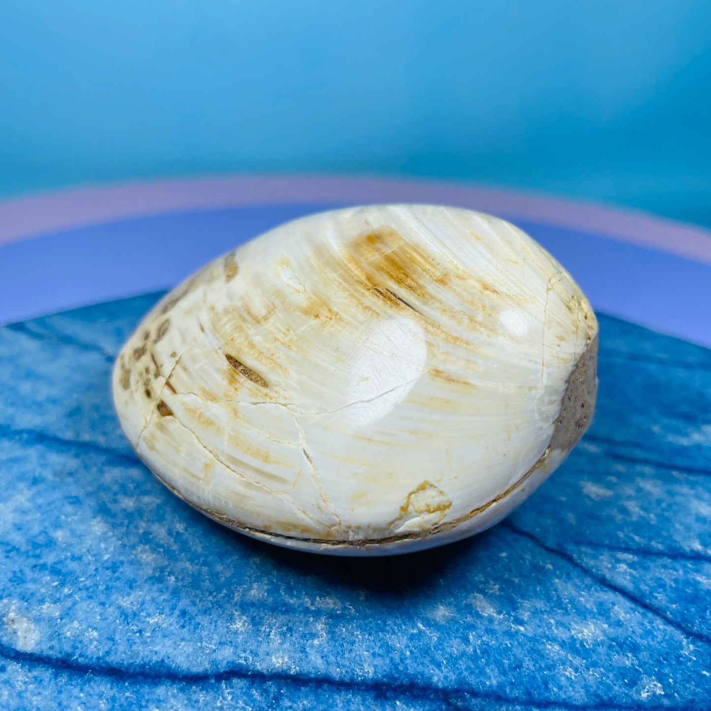 Bivalve Clam Fossil Specimen