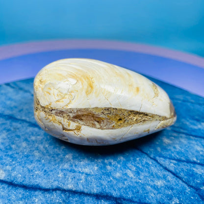 Bivalve Clam Fossil Specimen
