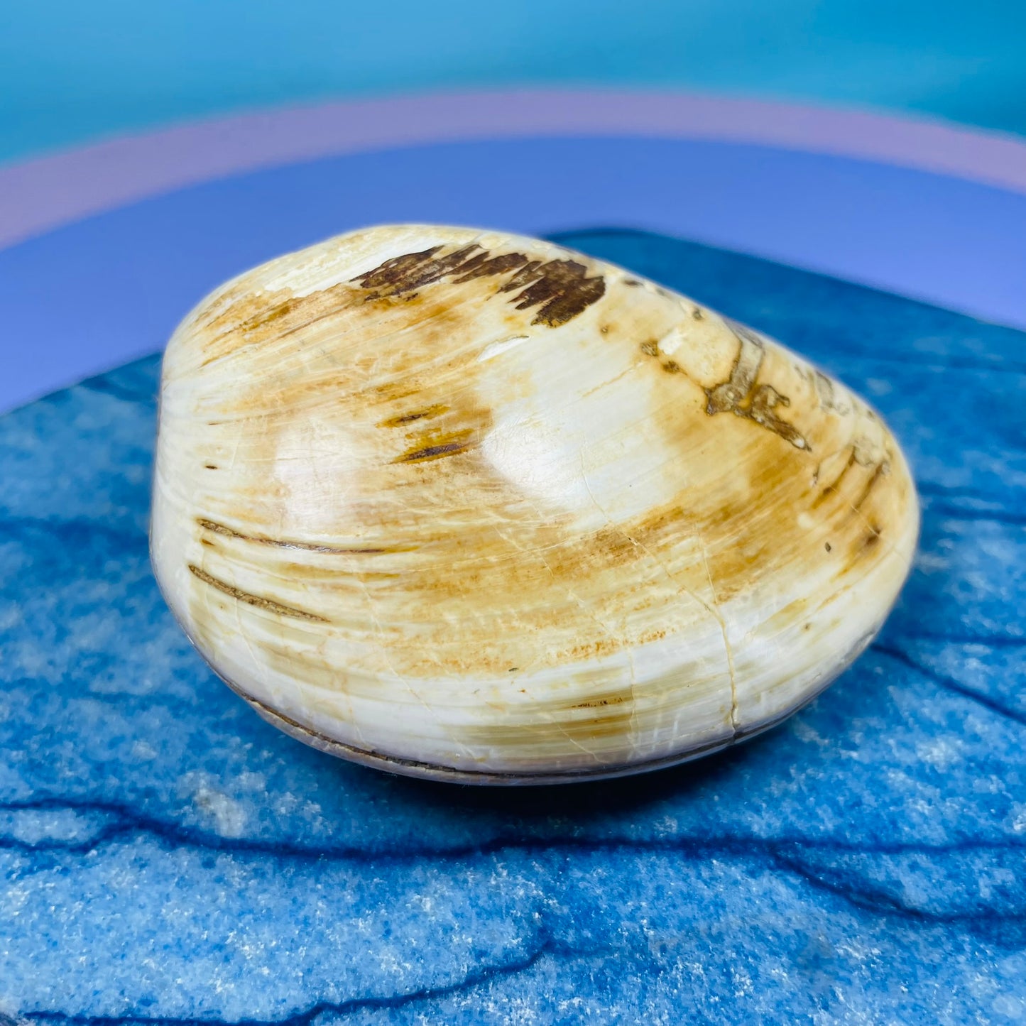 Bivalve Clam Fossil Specimen