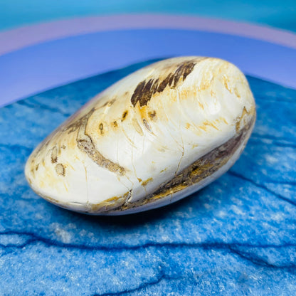 Bivalve Clam Fossil Specimen
