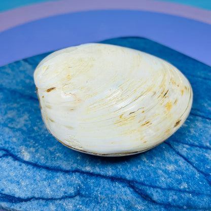 Bivalve Clam Fossil Specimen