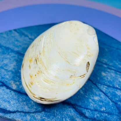 Bivalve Clam Fossil Specimen