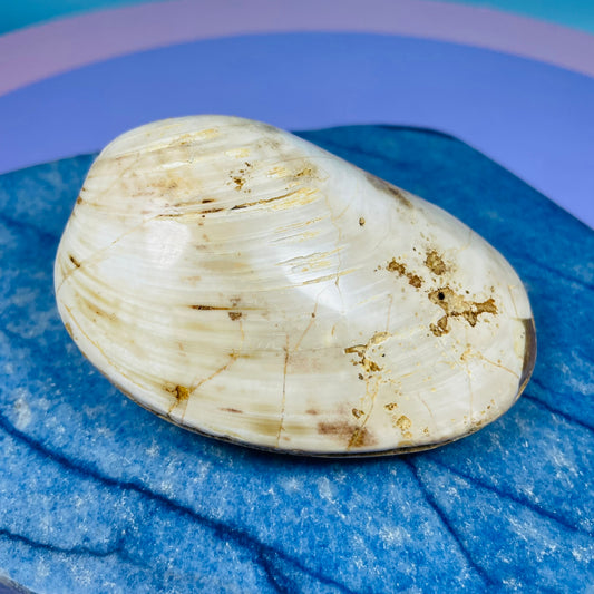 Bivalve Clam Fossil Specimen