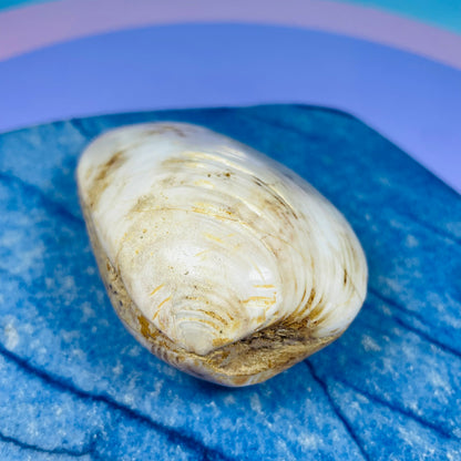 Bivalve Clam Fossil Specimen