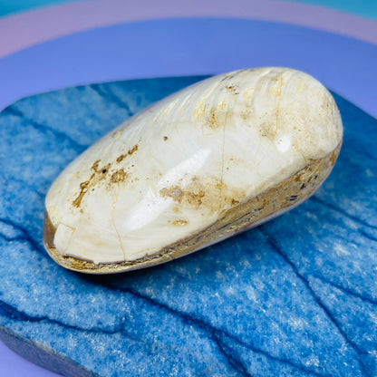 Bivalve Clam Fossil Specimen