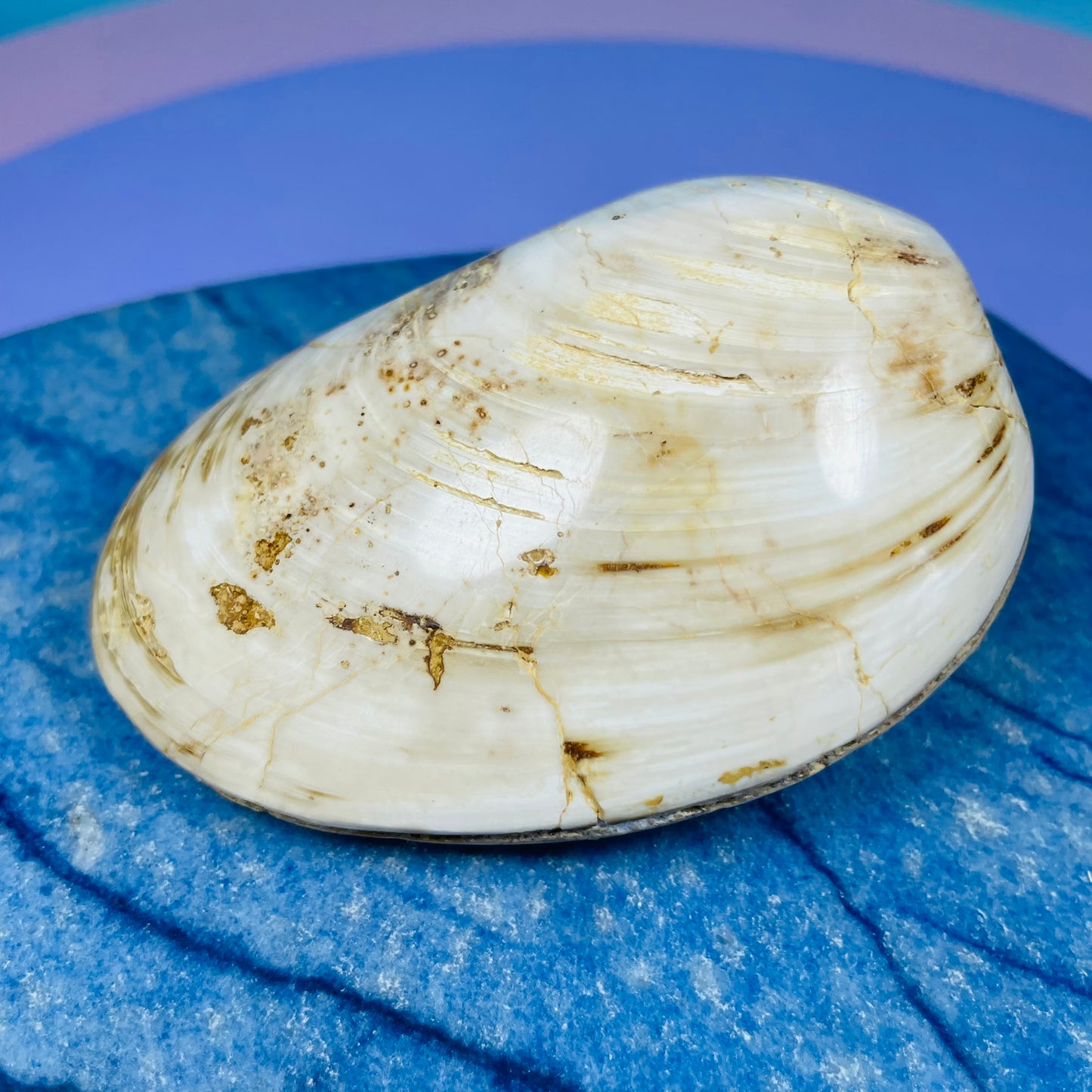 Bivalve Clam Fossil Specimen
