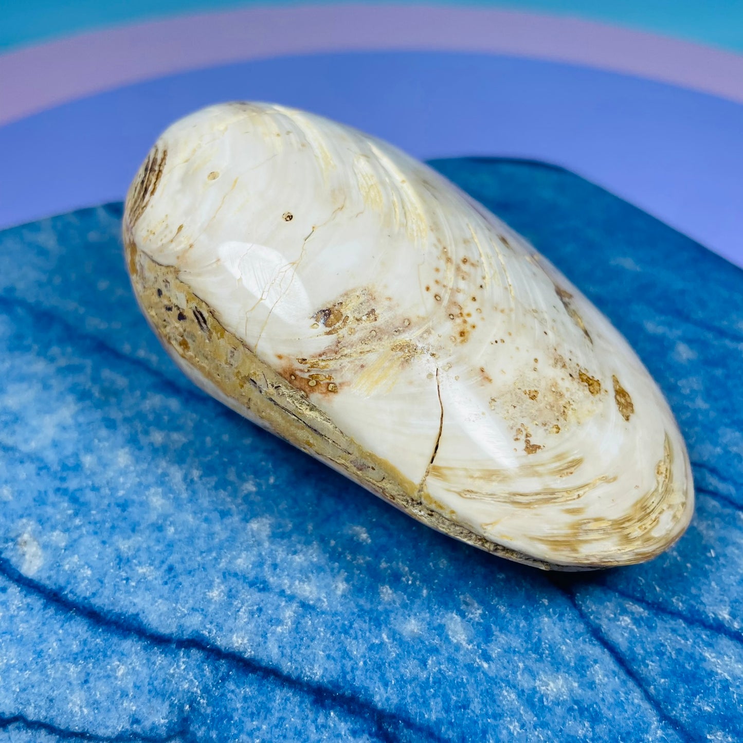 Bivalve Clam Fossil Specimen