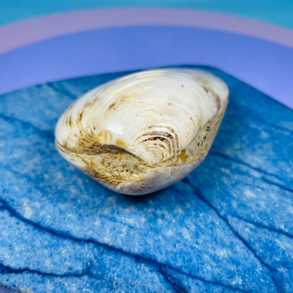 Bivalve Clam Fossil Specimen