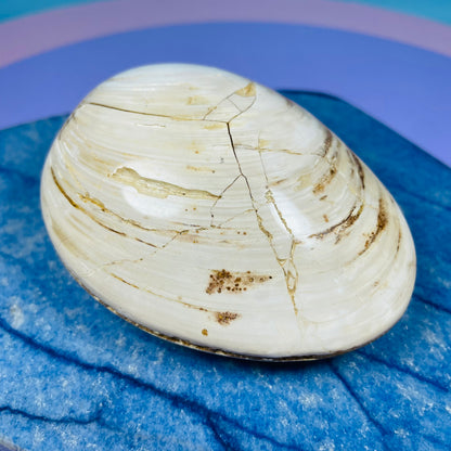 Bivalve Clam Fossil Specimen