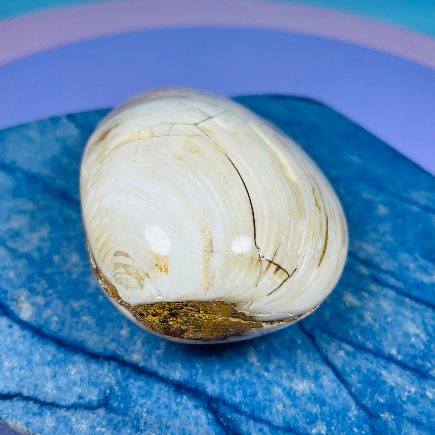 Bivalve Clam Fossil Specimen