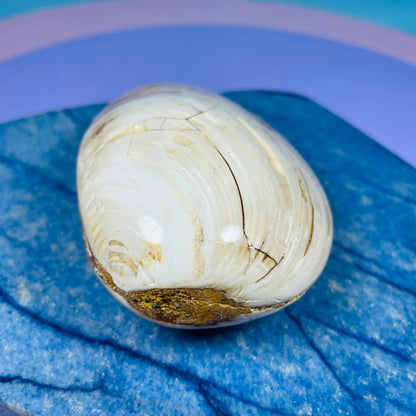 Bivalve Clam Fossil Specimen