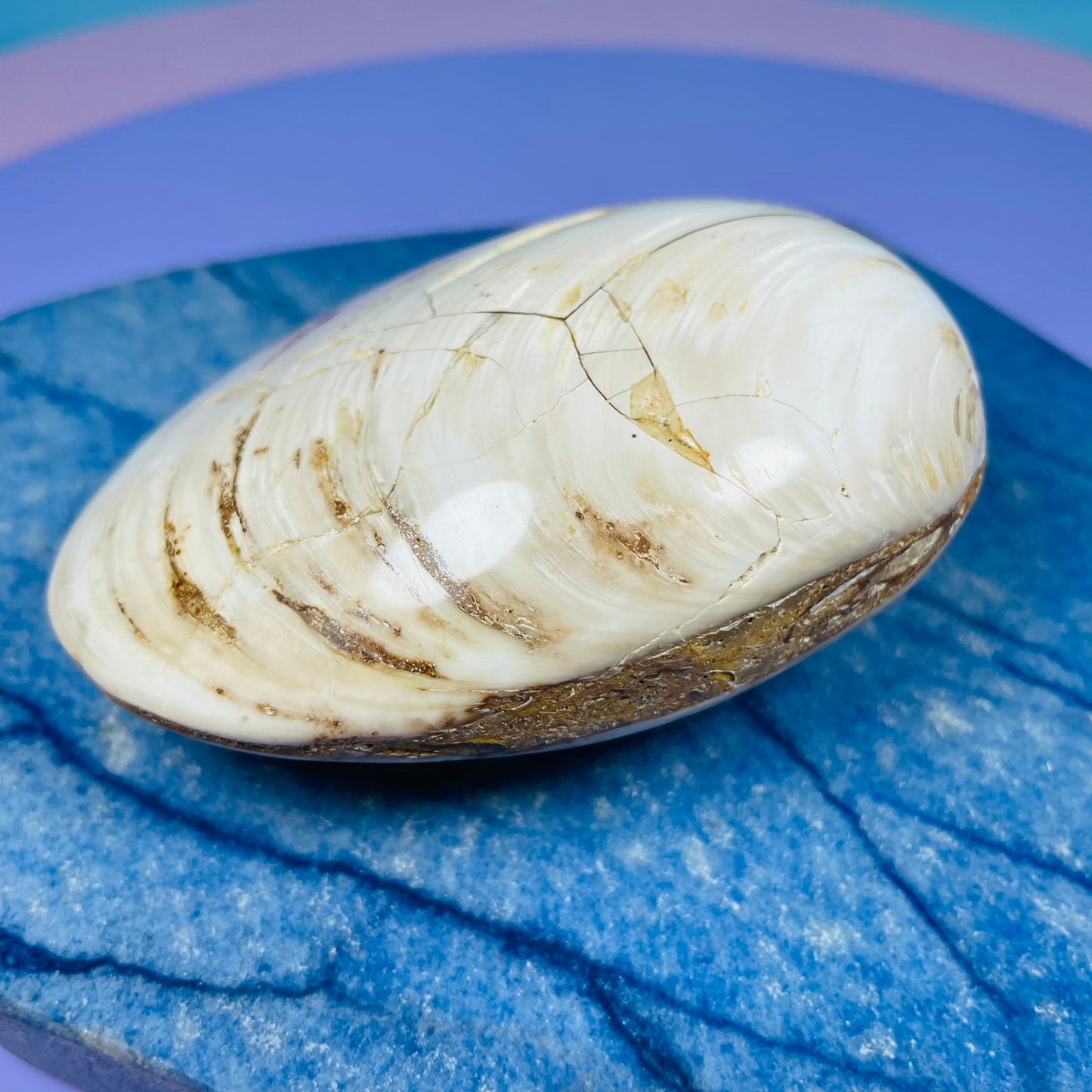 Bivalve Clam Fossil Specimen