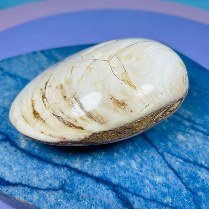 Bivalve Clam Fossil Specimen