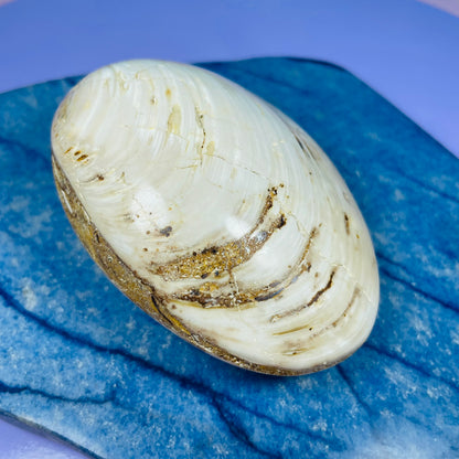 Bivalve Clam Fossil Specimen