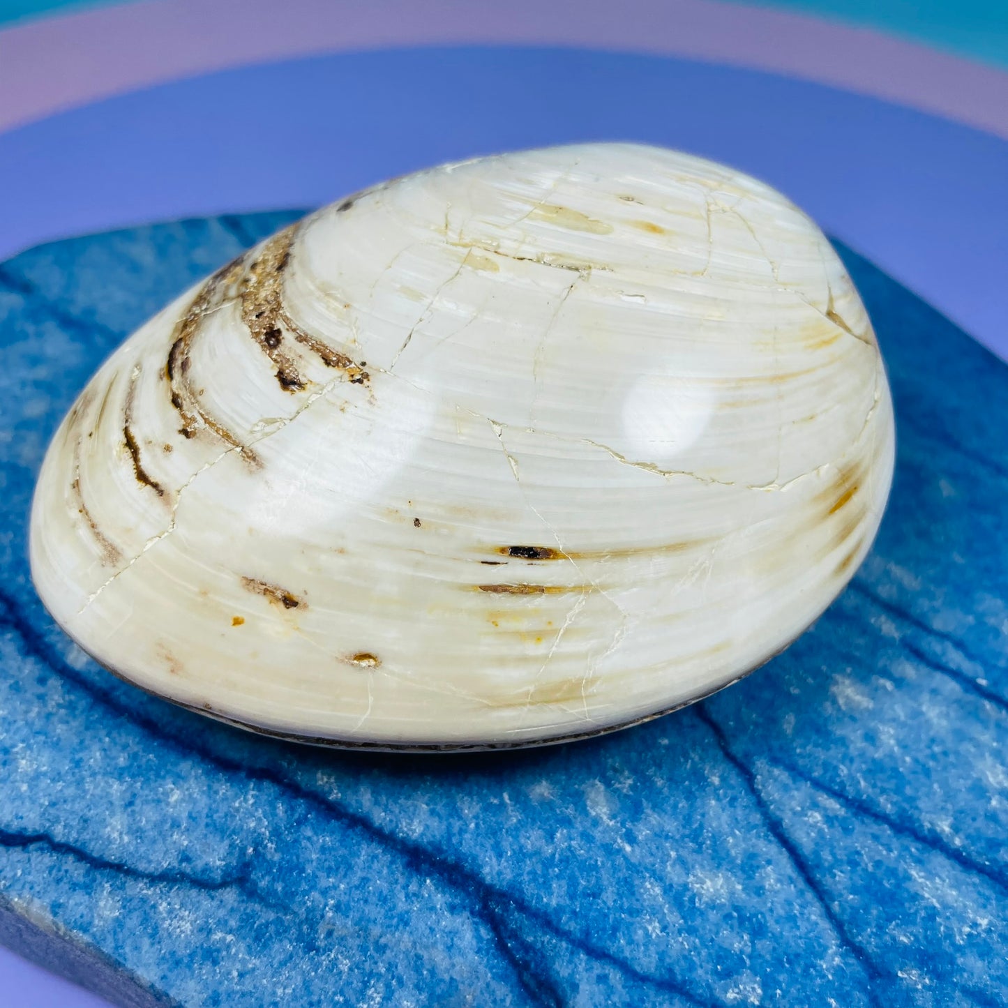 Bivalve Clam Fossil Specimen