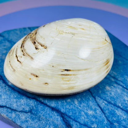 Bivalve Clam Fossil Specimen