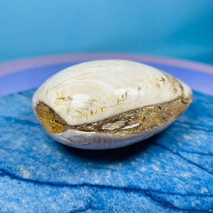 Bivalve Clam Fossil Specimen