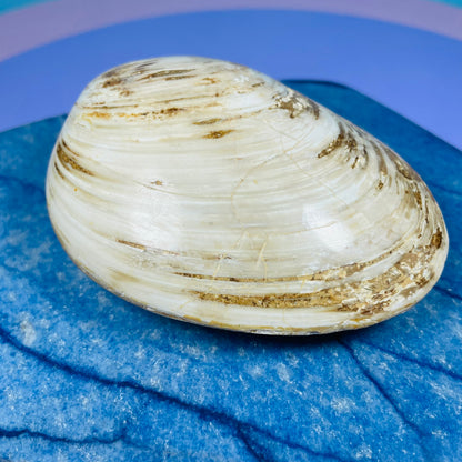 Bivalve Clam Fossil Specimen