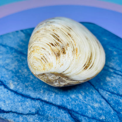Bivalve Clam Fossil Specimen