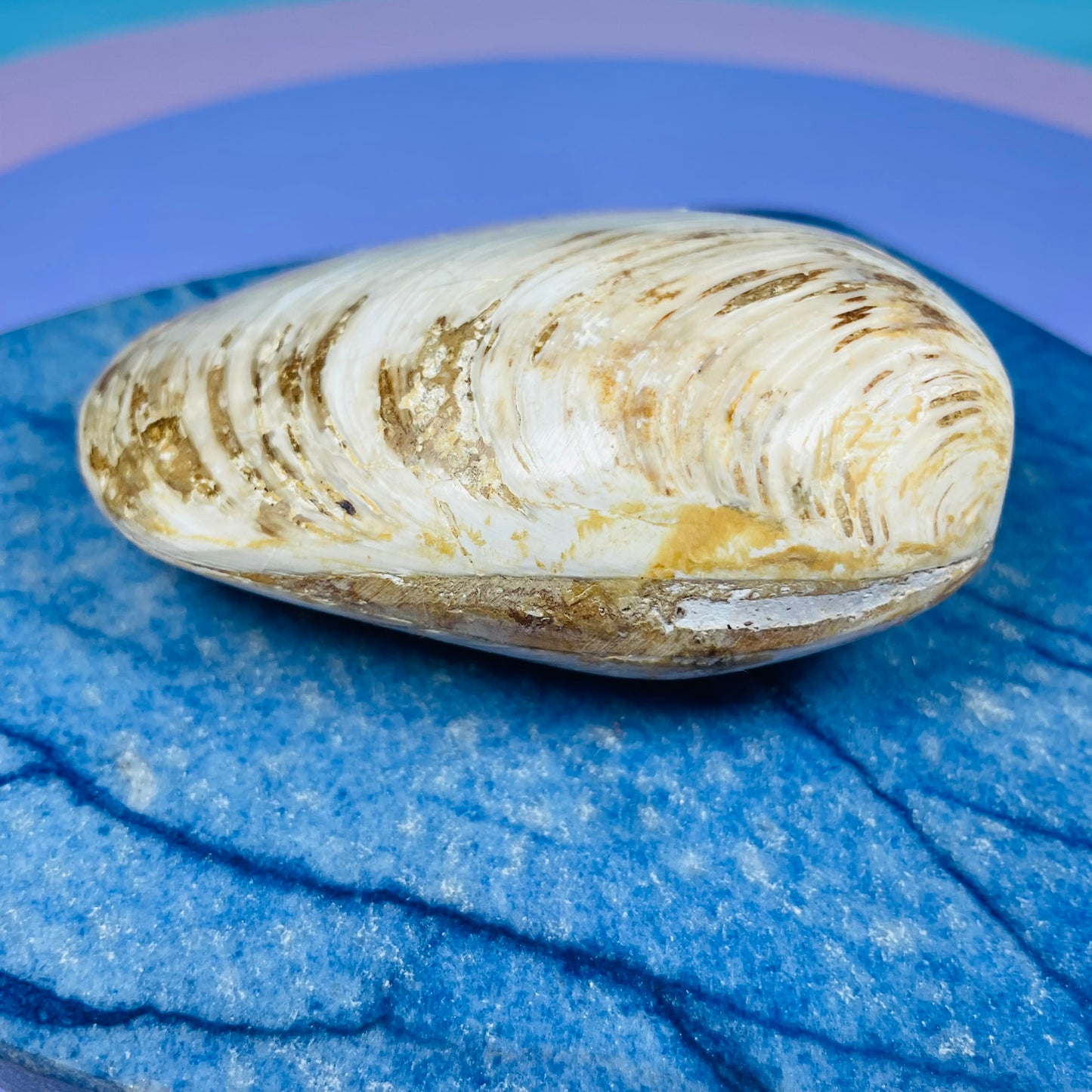 Bivalve Clam Fossil Specimen