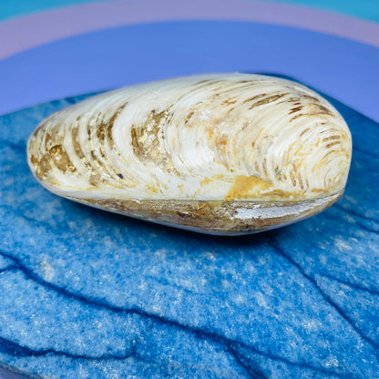 Bivalve Clam Fossil Specimen