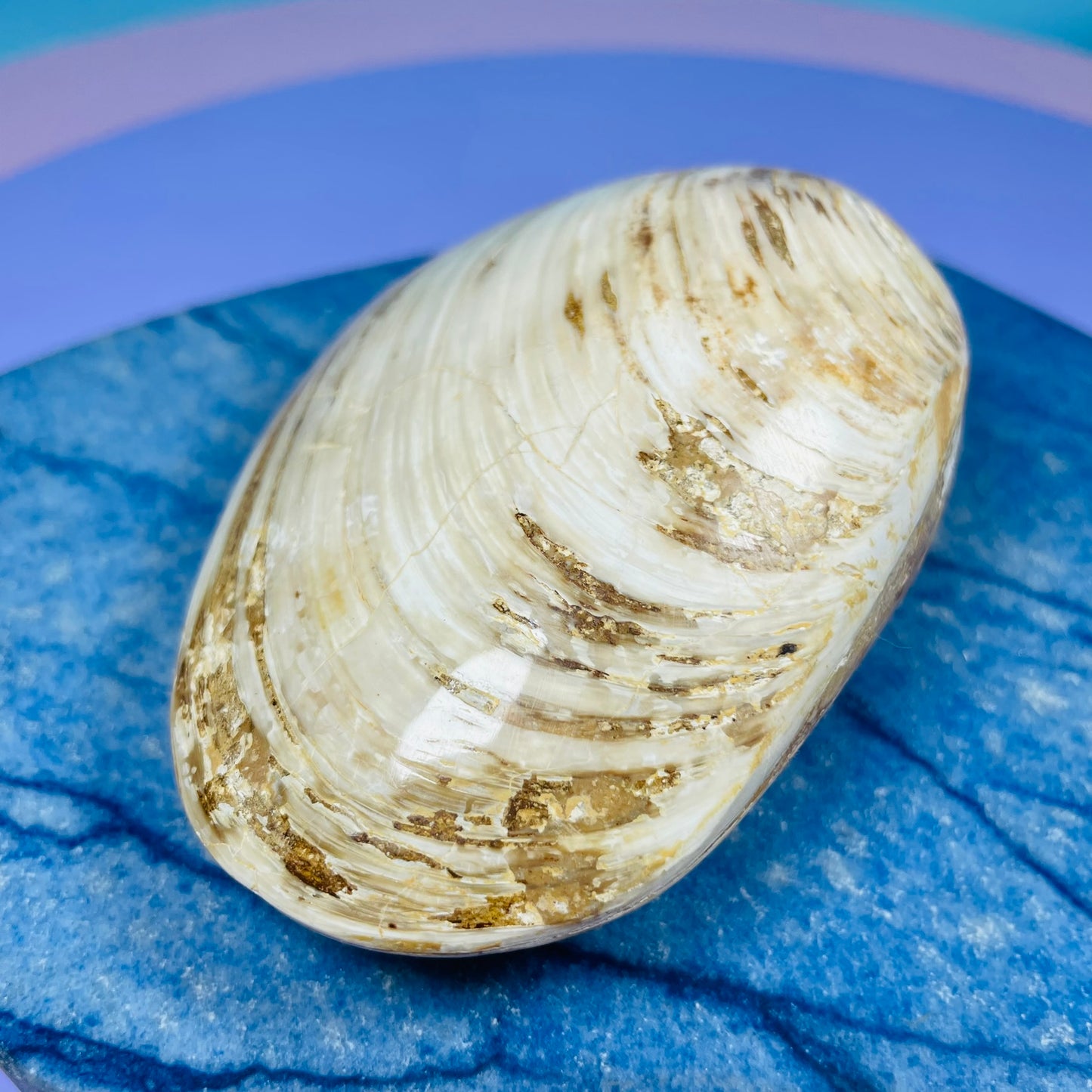 Bivalve Clam Fossil Specimen