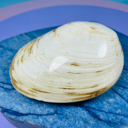 Bivalve Clam Fossil Specimen