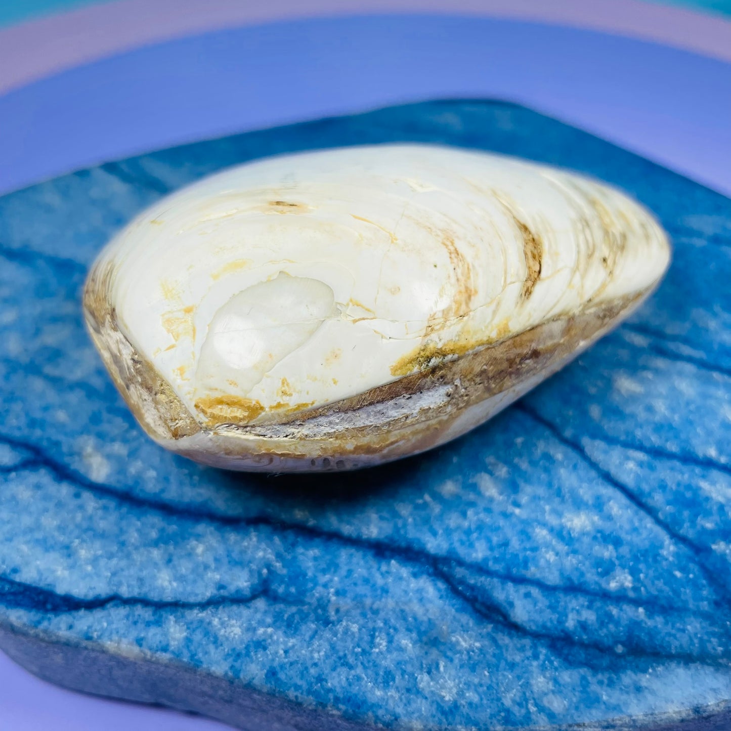 Bivalve Clam Fossil Specimen