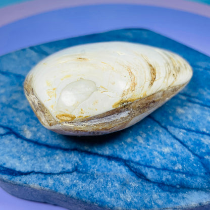 Bivalve Clam Fossil Specimen