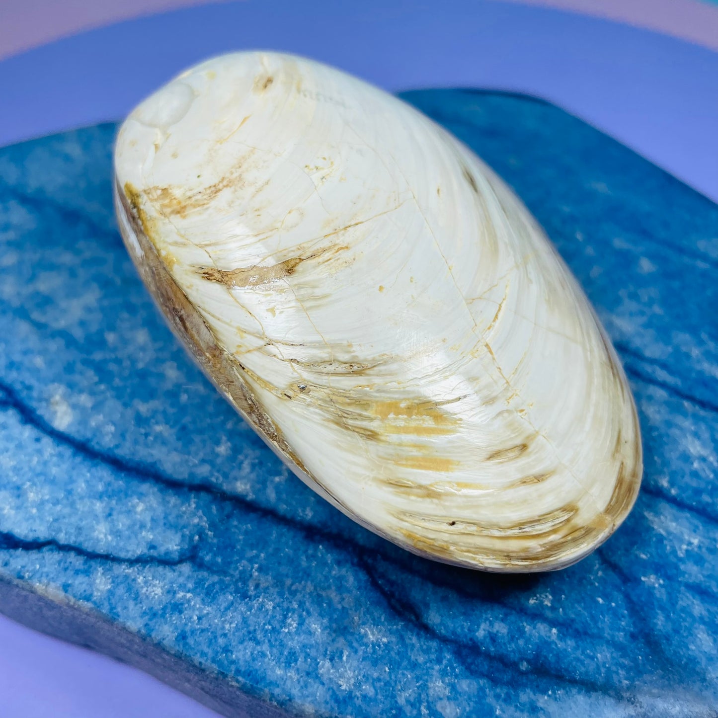 Bivalve Clam Fossil Specimen