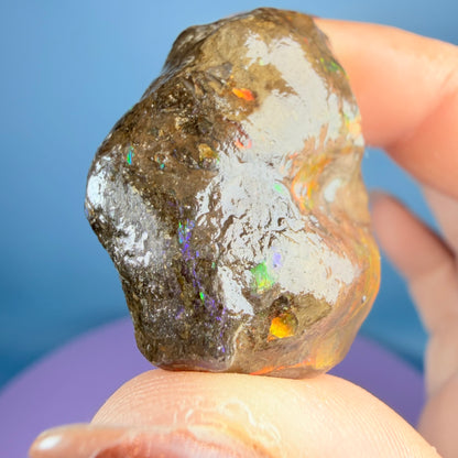 Rare Ammolite Fossil Gemstone Specimen, Canada (Video)