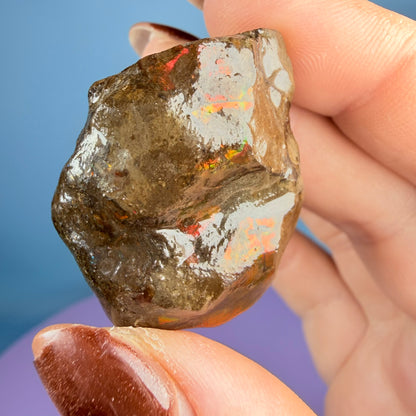 Rare Ammolite Fossil Gemstone Specimen, Canada (Video)