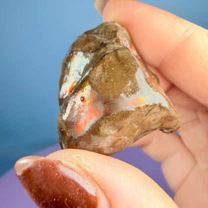 Rare Ammolite Fossil Gemstone Specimen, Canada (Video)