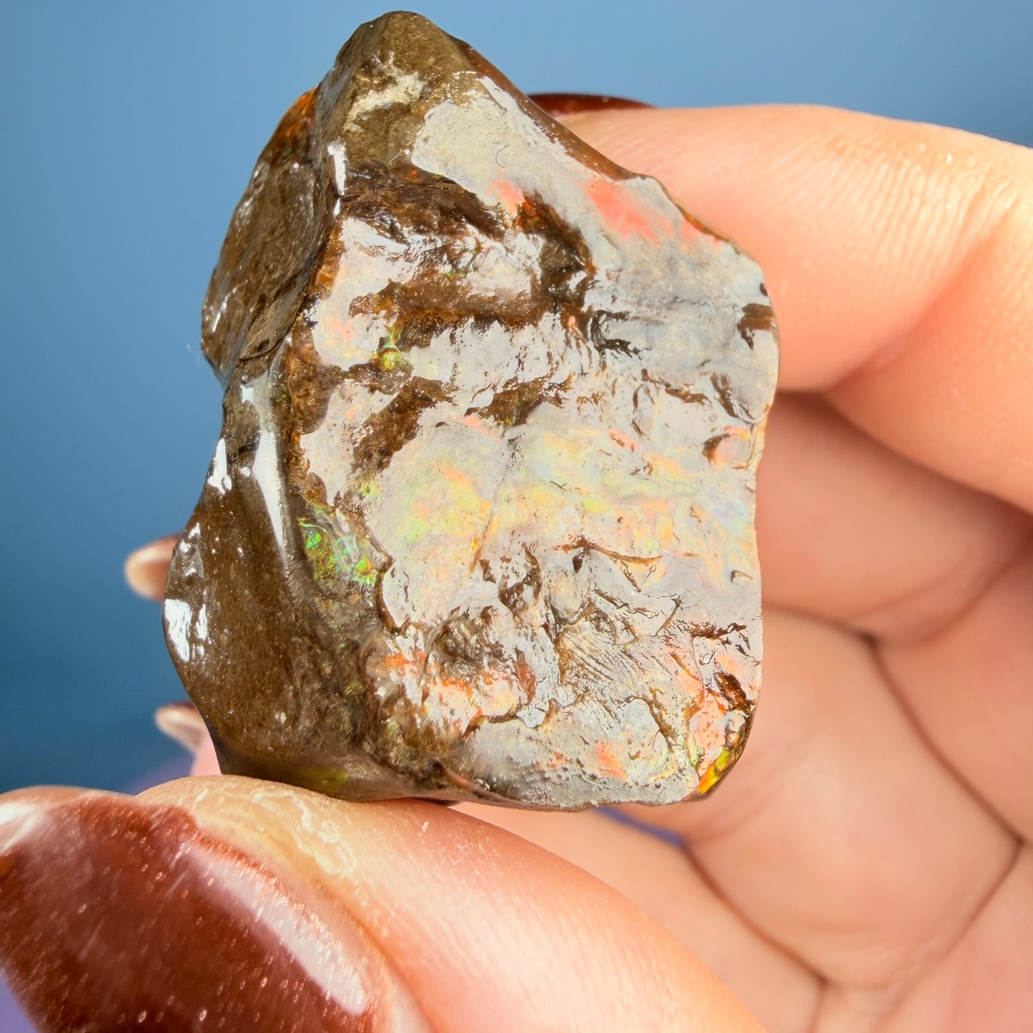 Rare Ammolite Fossil Gemstone Specimen, Canada (Video)