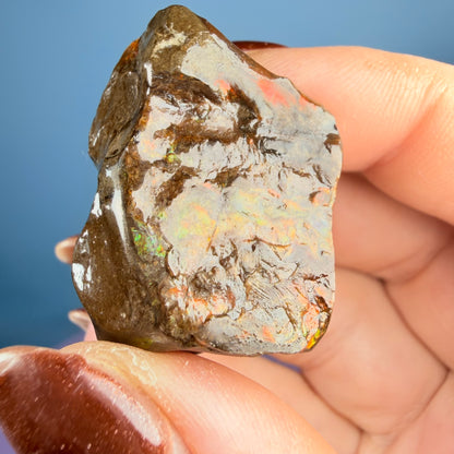 Rare Ammolite Fossil Gemstone Specimen, Canada (Video)