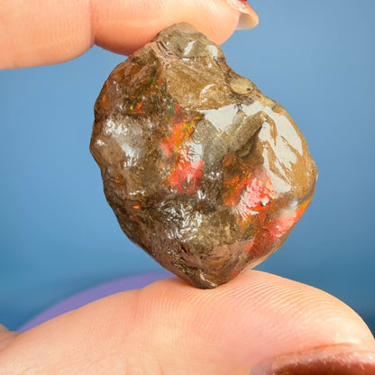Rare Ammolite Fossil Gemstone Specimen, Canada (Video)