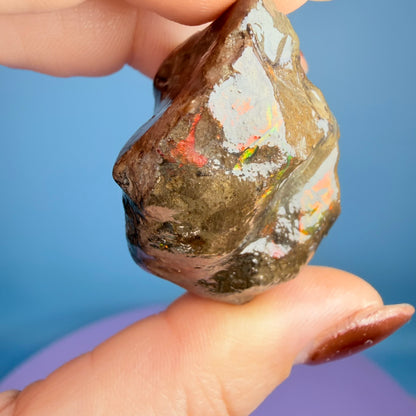 Rare Ammolite Fossil Gemstone Specimen, Canada (Video)
