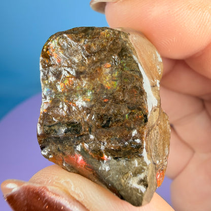 Rare Ammolite Fossil Gemstone Specimen, Canada (Video)