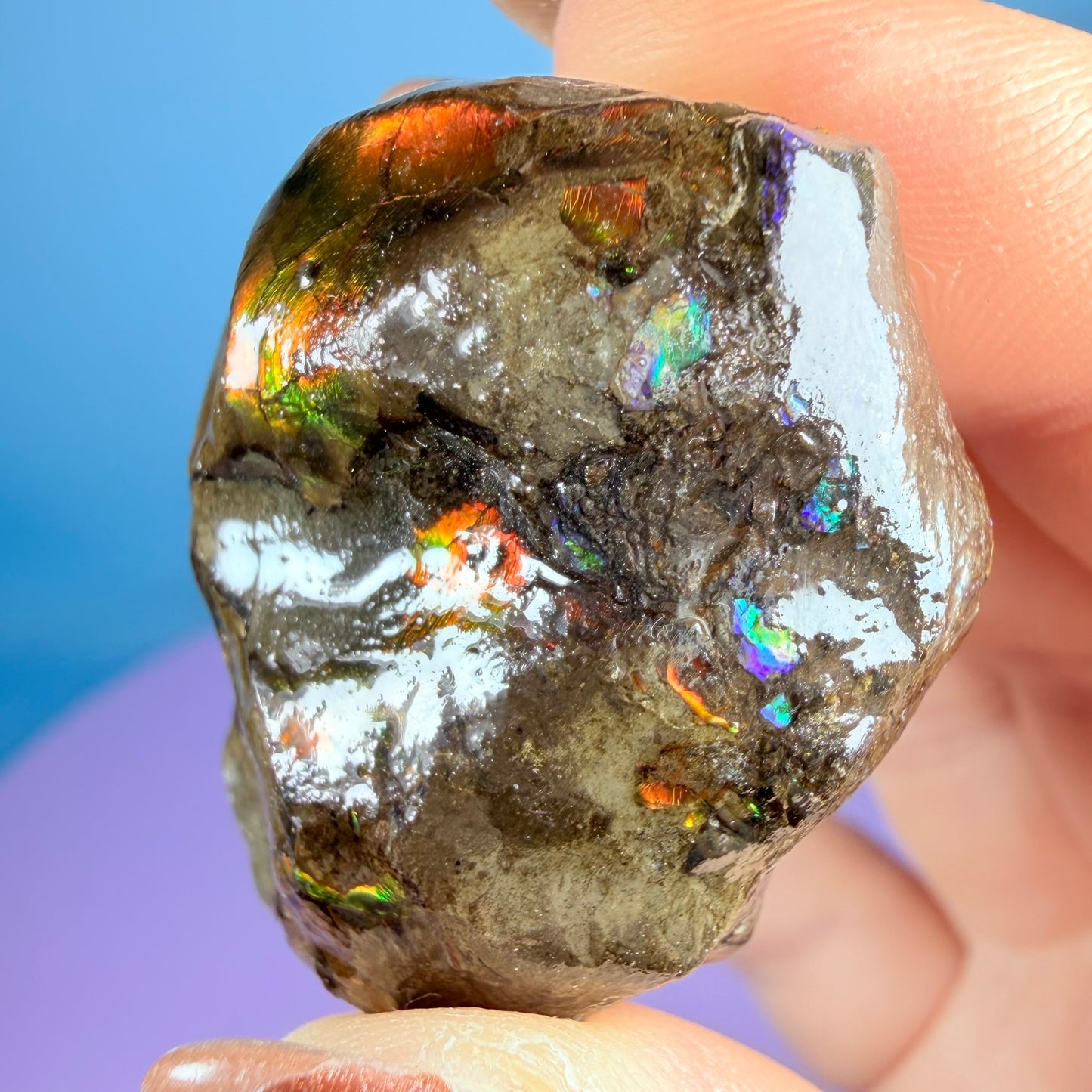 Rare Ammolite Fossil Gemstone Specimen, Canada (Video)