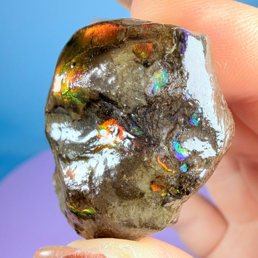 Rare Ammolite Fossil Gemstone Specimen, Canada (Video)