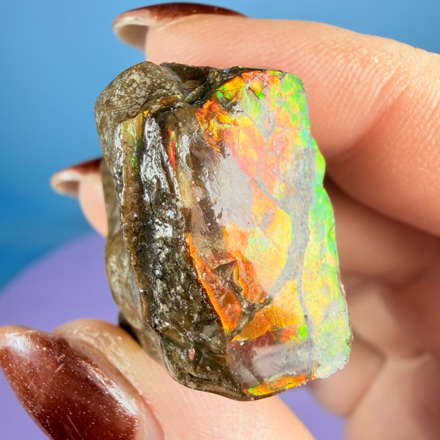 Rare Ammolite Fossil Gemstone Specimen, Canada (Video)