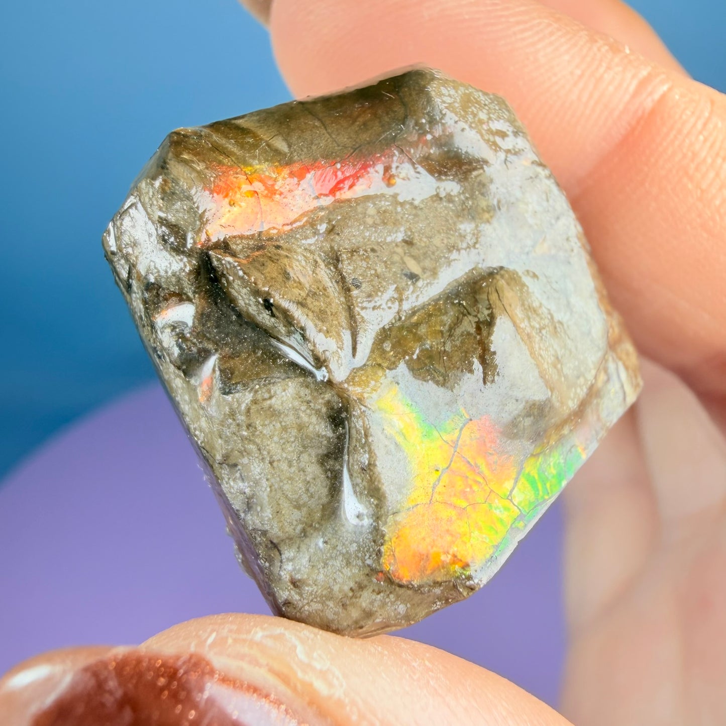 Rare Ammolite Fossil Gemstone Specimen, Canada (Video)