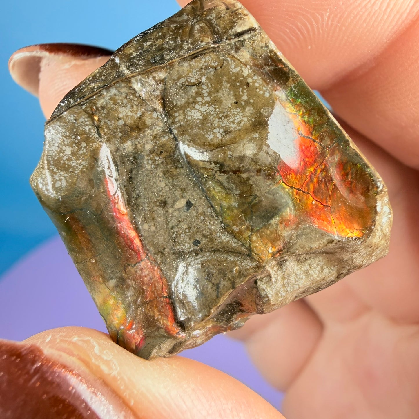 Rare Ammolite Fossil Gemstone Specimen, Canada (Video)