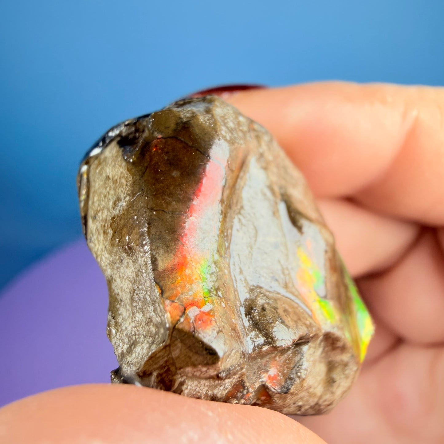 Rare Ammolite Fossil Gemstone Specimen, Canada (Video)